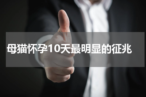母猫怀孕10天最明显的征兆