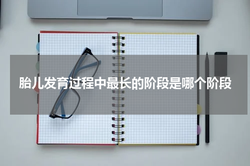 胎儿发育过程中最长的阶段是哪个阶段