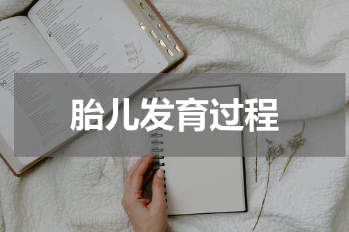 胎儿发育过程