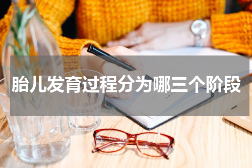 胎儿发育过程分为哪三个阶段